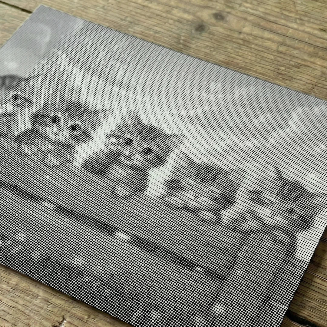 Killinger på hegnet Punktmaleri